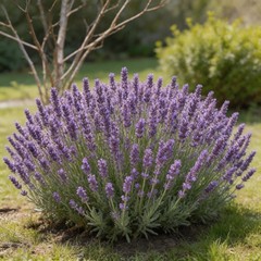 5000 Pcs Lavender Seeds | Home Garden Outdoor Herb Plant Seeds