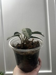 Hoya Wilbur Graves Silver Plant USA Seller Live Arrival Guaranteed 6” Pot Base