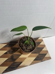 US SELLER!! Monstera Burle Marx Flame — SELLERS CHOICE!!!