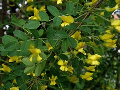 Siberian Pea Tree, Caragana arborescens, Seeds (Hardy, Fragrant, Hedge)