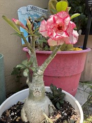 Queen Esther Beautiful Desert Rose Tiple Petal