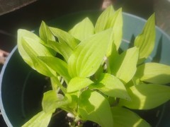 WHOLESALE LOT 10 MINIATURE GOLD LEAF HOSTAS VERY EASY TO GROW & MULTIPLE!