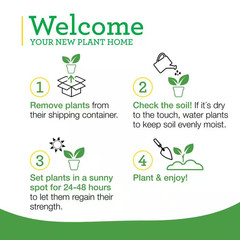 19 Oz. Sweet Mint Herb Plant (2-Pack)