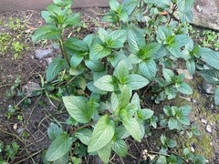 6 Fresh Organic Live Peppermint Rooted Plants Cuttings – Medicinal & Vigorous