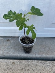 Olympian Fig – mid season variety known for early breba production