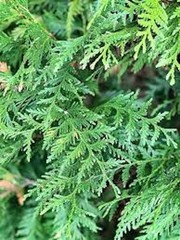 10 Green Giant Tree Arbovitae Thuja Plicata Evergreen Tree Starter
