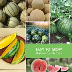 Melon Seeds for Planting Variety Pack – 6 Heirloom Cantaloupe, Honeydew & Wat…