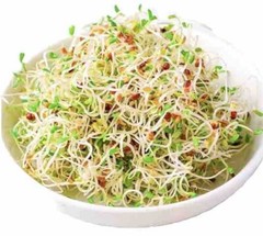 1500+ Alfalfa Sprouting Seeds | NON-GMO | ORGANIC – USA