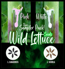 Wild Lettuce Seeds PACK (Lactuca serriola AND canadensis) herb 50+ – USA