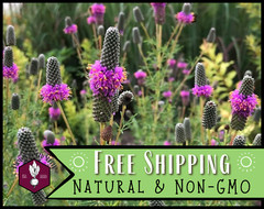 2,750+ Purple Prairie Clover Seeds | Native Wildflower Gardening, Dalea purpurea