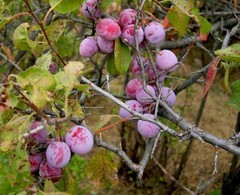 3 American Plum Tree – 12-24″ Tall Starter Plant – Prunus americana