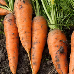 1,000 Heirloom Danvers 126 Carrot Seeds Giant High Yield Fast Growing and Sweet!