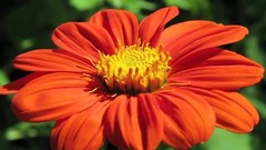 Mexican Sunflower Seeds, Orange, Tithonia, Attract Butterflies, Daisy-Like Bloom