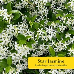 2 Star Jasmine Plants in 3.5” Cubes | Fragrant Evergreen Vine (Trachelospermum)