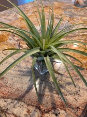 LARGE 20+-(10)Inch Tillandsia Utriculata Air Plant Specimen Air-Purifying Bonsa