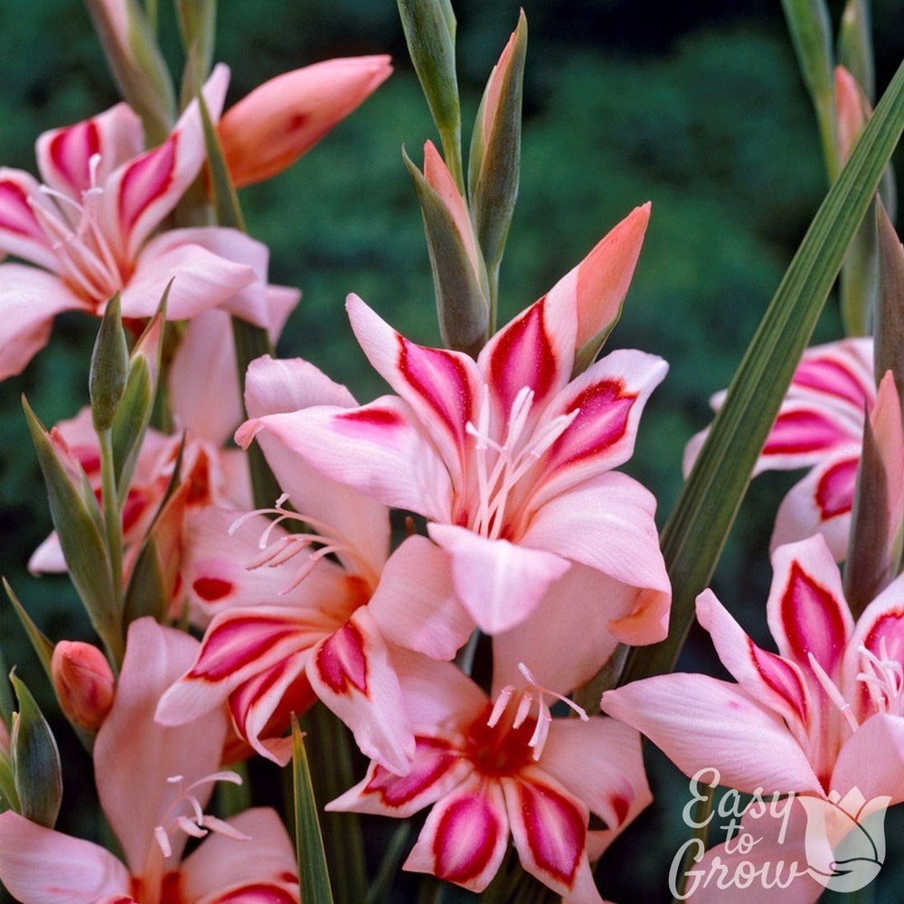 Hardy Gladiolus Impressive 10 Flower Bulbs – Summer Pink Blooms in Sun
