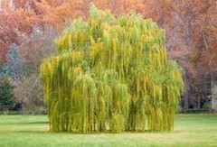 1 Weeping Willow Tree 12-24 Tall Salix babylonica Bare Root
