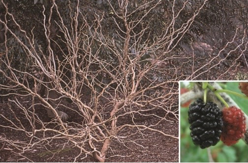 Contorted Mulberry Scion Cuttings x5 Cold Hardy,easy to root and Very Ornamental