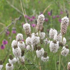 White Prairie Clover Seeds 250+ NATIVE WILDFLOWER USA FREE SHIPPING PERENNIAL