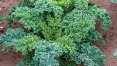 2,000 Kale Seeds – Dwarf Blue Curled – Dwarf Blue Scotch – Non-GMO Heirloom Kale