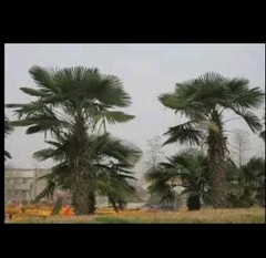 Trachycarpus fortunei Tesan 1 gallon