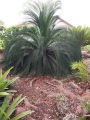 Rare and Exotic Australian Cycad Macrozamia moorei