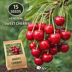 15 Sweet Cherry Seeds Heirloom Fruit Tree Garden Easy Grow