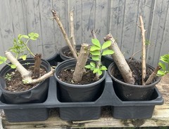 HOG PLUM/JAMAICAN YELLOW PLUM Spondias purpurea 1 CUTTINGS 8-12” WOW! WOW