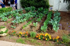 3 different grow your own salsa kits you choose NON-GMO seeds VERY EASY HEALTHY!