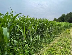 Egyptian Wheat Seed Grain for Planting Food Plot Deer Quail No-GMO 1/4 lb