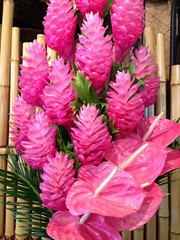 HAWAIIAN PINK GINGER ALPINIA PURPURATA STARTER PLANT – 2″ Pot – 6 – 10″ Tall