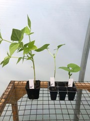Bean Live Plant – Seedlings/Plugs and Plants – 3″- 12″ tall – 30-60+ days old