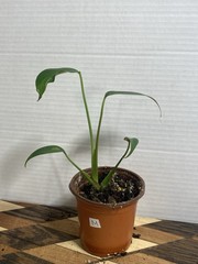 US SELLER!! Monstera Burle Marx Flame — SELLERS CHOICE!!!