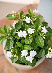 Crape Jasmine Live Plant 4″ Pot Fragrant White Flowers Indoor Outdoor Shrub