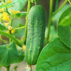50+ Carolina CUCUMBER SEEDS | F1 Hybrid – very early, pickling cucumber variety