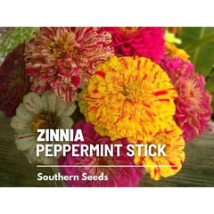 Zinnia, Peppermint Stick – 100 Seeds – Candy-Striped (Zinnia Elegans)