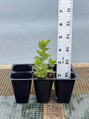 Oregano Live Plant – Seedlings/Plugs and Plants – 3″- 12″ tall – 30-60+ days old