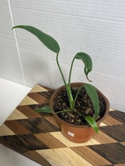 US SELLER!! Monstera Burle Marx Flame — SELLERS CHOICE!!!