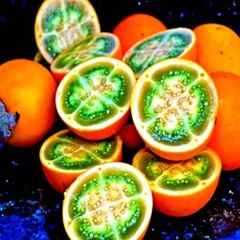Naranjilla Orange Tree Seeds (Solanum quitoense) «Lulo Quito» Garden Fruit Plant