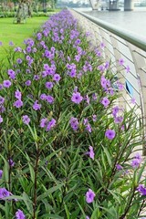 Hummingbirds! 15 Roots Tall Purple Mexican Petunia Fast Shipping!