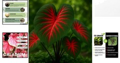 Vibrant Heart’s A’Fire Caladium Bulbs – Perfect for Full Sun and Garden Elegance