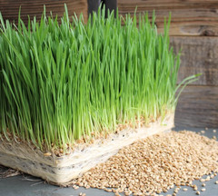 Wheatgrass Seeds 4 Pounds wheat grass Substitute catnip Cat Dog Pets Pasto Trigo