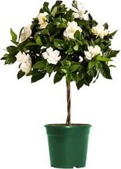Mini Gardenia Tree 6-Inch Fragrant Indoor Outdoor Plant Blooming Home Office