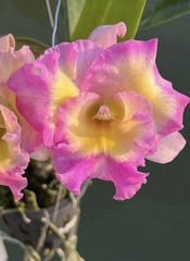 Rlc Rainbow Pink Yellow White Fragrant Mericlone Orchid Hybrid 4” Pot