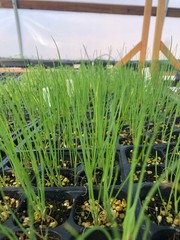 Chive Live Plant – Seedlings/Plugs and Plants – 3″- 12″ tall – 30-60+ days old