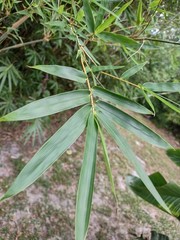Bambusa multiplex – Green Hedge Clumping Bamboo – Start, One Rooted Cutting