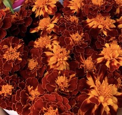 150+ Fresh Petite French Marigold Seeds Prolific Mixed Colors FREE SHIPPING