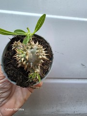 Pachypodium Densiflorum Live Cactus ~ Succulent Plant 2.5″ Pot USA Seller