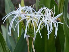 Giant White Lilly Spider Crinum Asiaticum Live Indoor Outdoor Large 24″ Plant