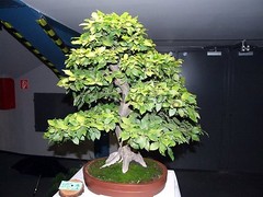 European Hornbeam, Carpinus betulus, Tree Seeds (Fall Color, Bonsai, Topiary)